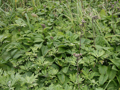 Symphytum officinale