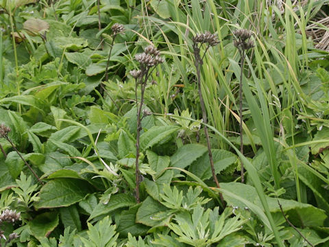 Symphytum officinale
