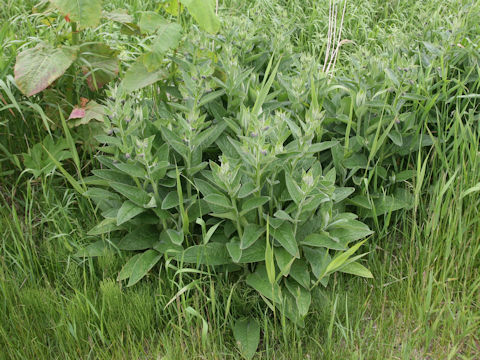 Symphytum officinale