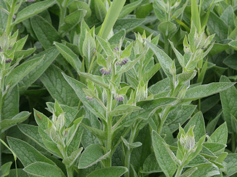 Symphytum officinale