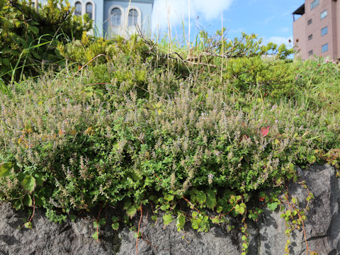 Thymus vulgaris