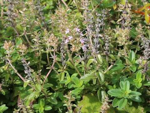 Thymus vulgaris