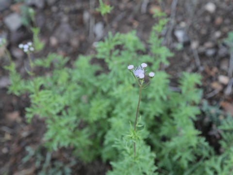 Conoclinium dissectum