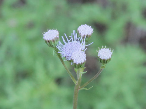 Conoclinium dissectum