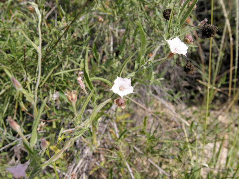 Convolvulus equitans