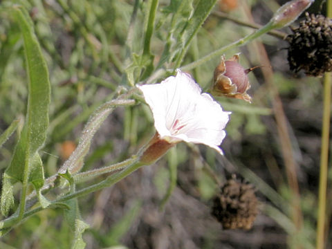 Convolvulus equitans