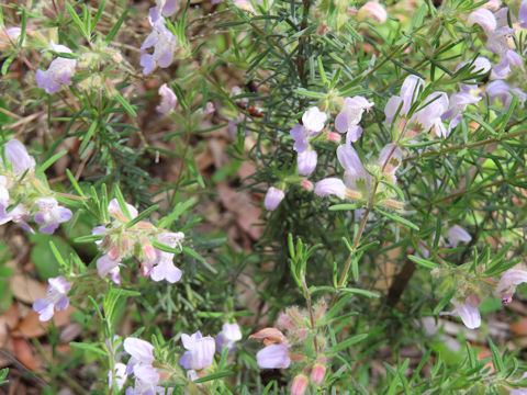 Conradina verticillata