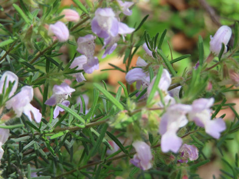 Conradina verticillata