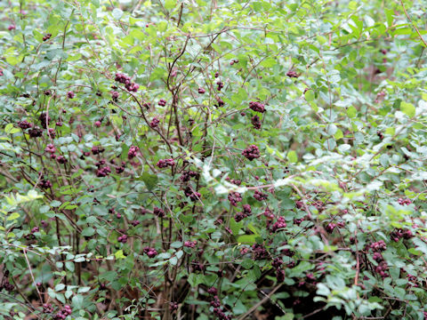 Symphoricarpos orbiculatus