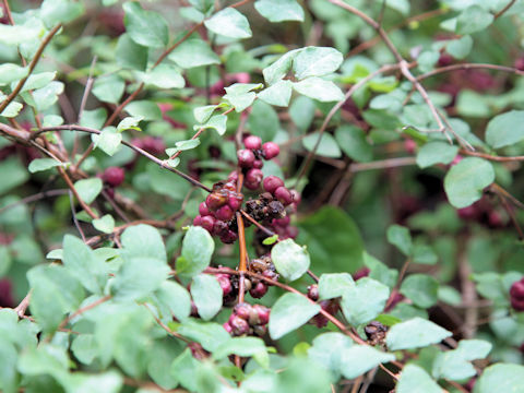 Symphoricarpos orbiculatus