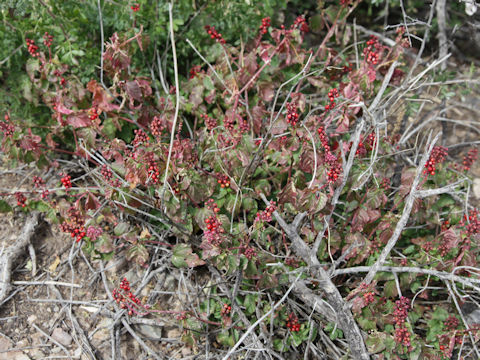 Symphoricarpos orbiculatus