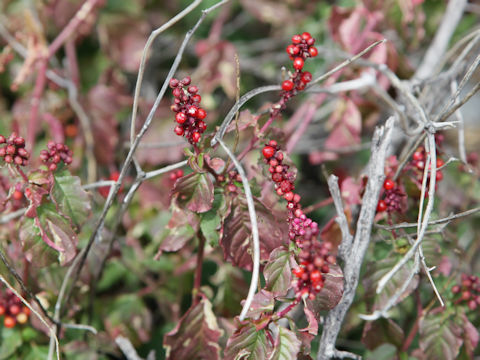 Symphoricarpos orbiculatus