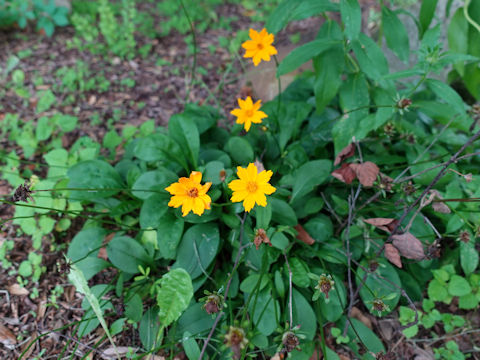 Coreopsis auriculata