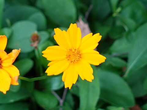 Coreopsis auriculata