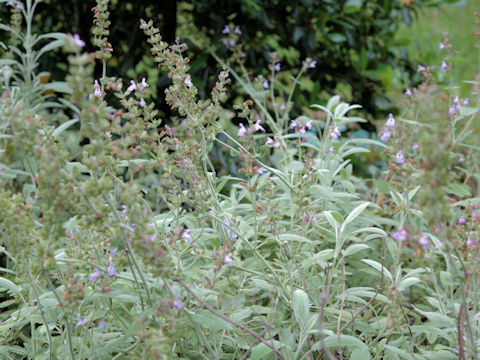 Salvia officinalis