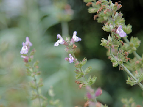 Salvia officinalis