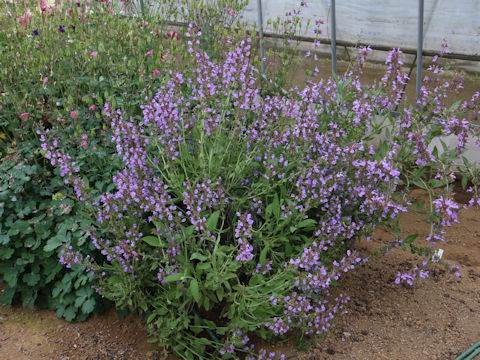 Salvia officinalis