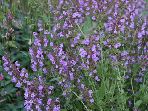 Salvia officinalis