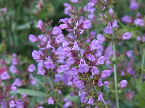 Salvia officinalis