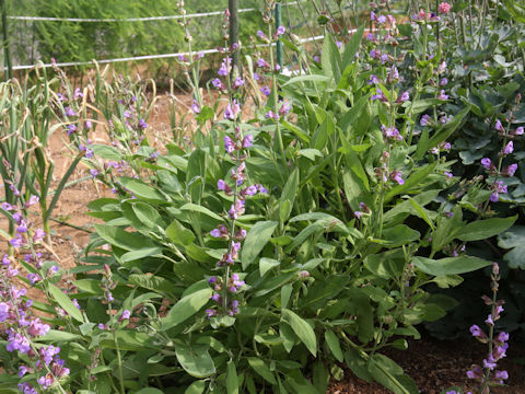 Salvia officinalis