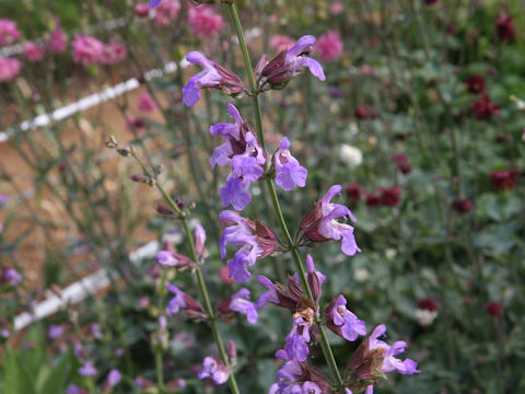 Salvia officinalis