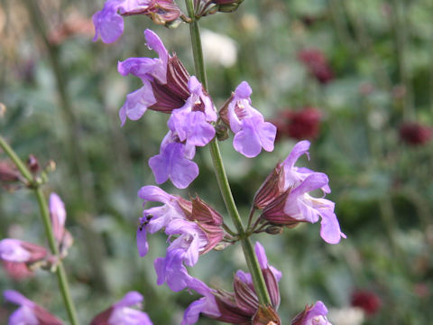 Salvia officinalis