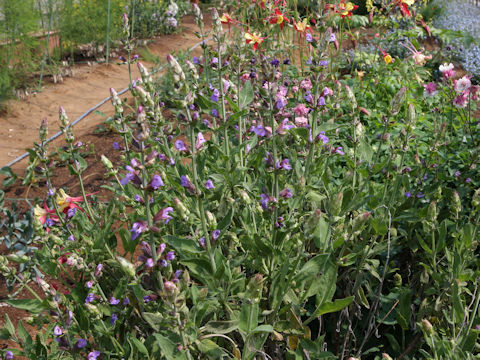 Salvia officinalis