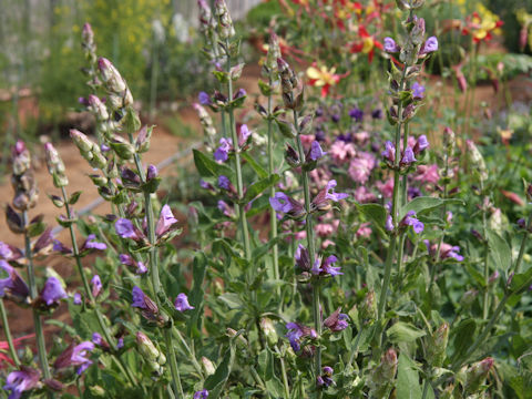 Salvia officinalis