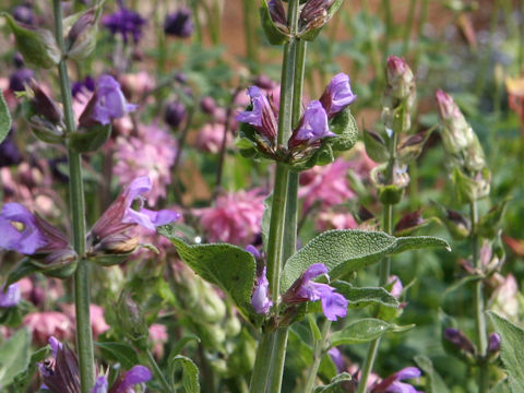 Salvia officinalis