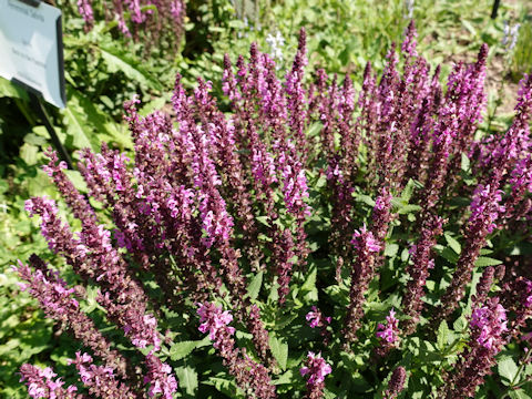 Salvia officinalis cv. Back to the Fuchsia