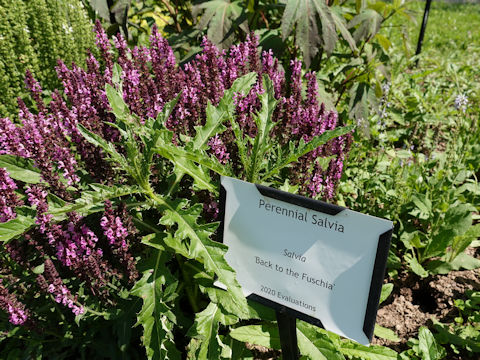 Salvia officinalis cv. Back to the Fuchsia