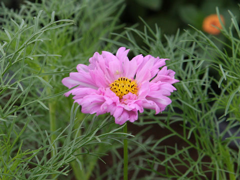 Cosmos bipinnatus cv. Double Click