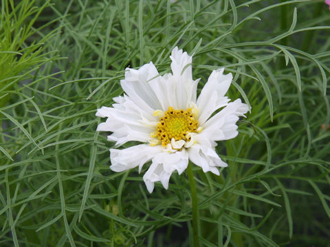 Cosmos bipinnatus cv. Doubl Click