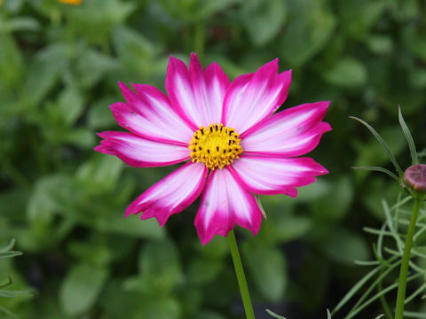 Cosmos bipinnatus cv. Akatsuki