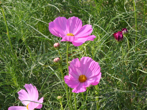 Cosmos bipinnatus cv. Super Vicky