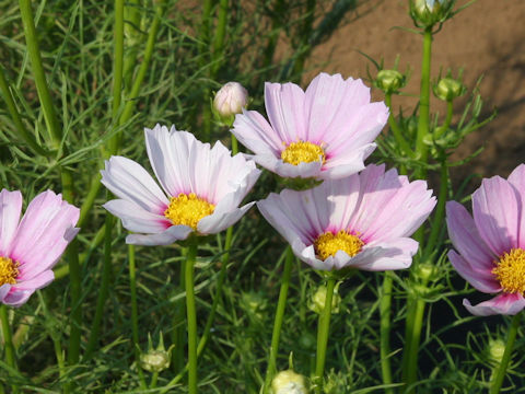 Cosmos bipinnatus cv. Versailles Flash Pink