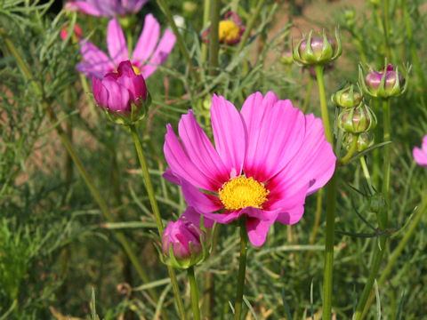 Cosmos bipinnatus cv. Versailles Special