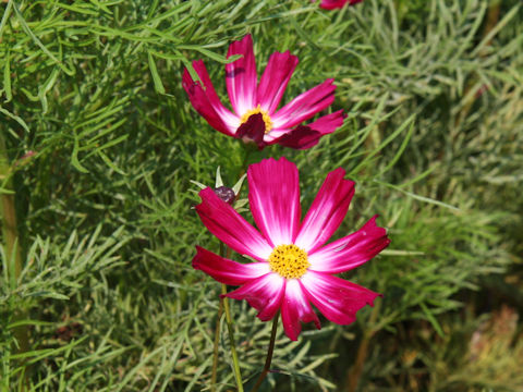 Cosmos bipinnatus cv. Akatsuki