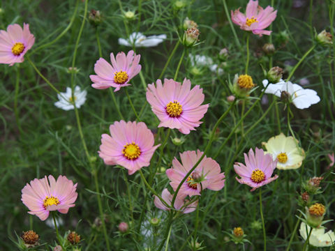 Cosmos bipinnatus cv. Campus Mixed