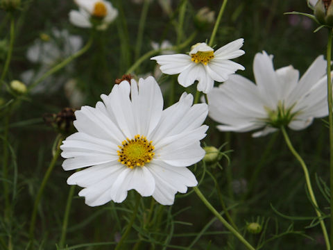 Cosmos bipinnatus cv. Sensation Mixed