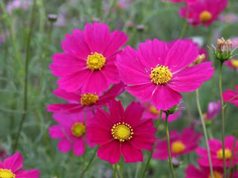 Cosmos bipinnatus cv. Sensation Mixed