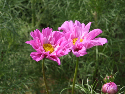 Cosmos bipinnatus cv. Double Click Rose Bonbon