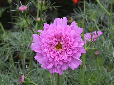 Cosmos bipinnatus cv. Double Click Rose Bonbon