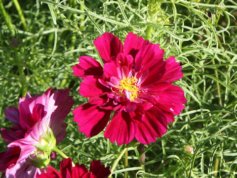 Cosmos bipinnatus cv. Double Click