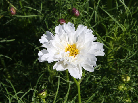 Cosmos bipinnatus cv. Double Click