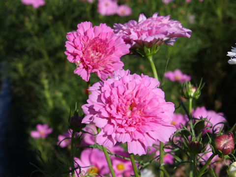 Cosmos bipinnatus cv. Double Click