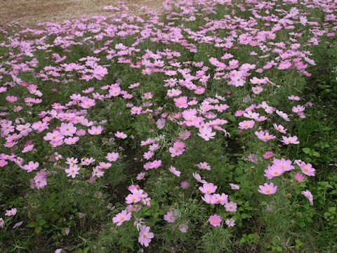Cosmos bipinnatus
