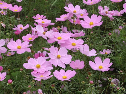 Cosmos bipinnatus