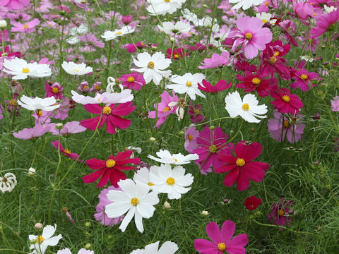 Cosmos bipinnatus