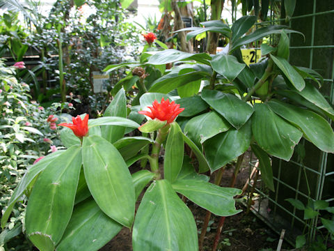 Costus pulverulentus